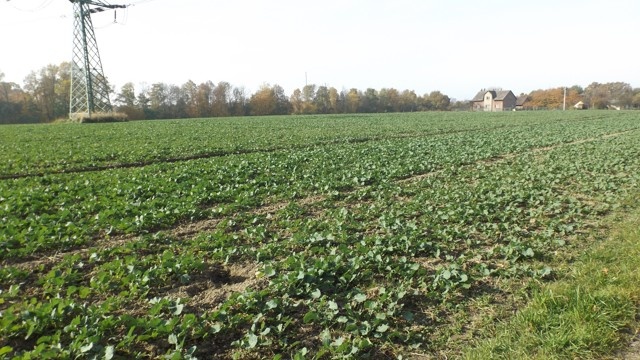 Orná půda O.- Bartovice, cca 25.000m2, rovina, 59 Kč/m2. - 7