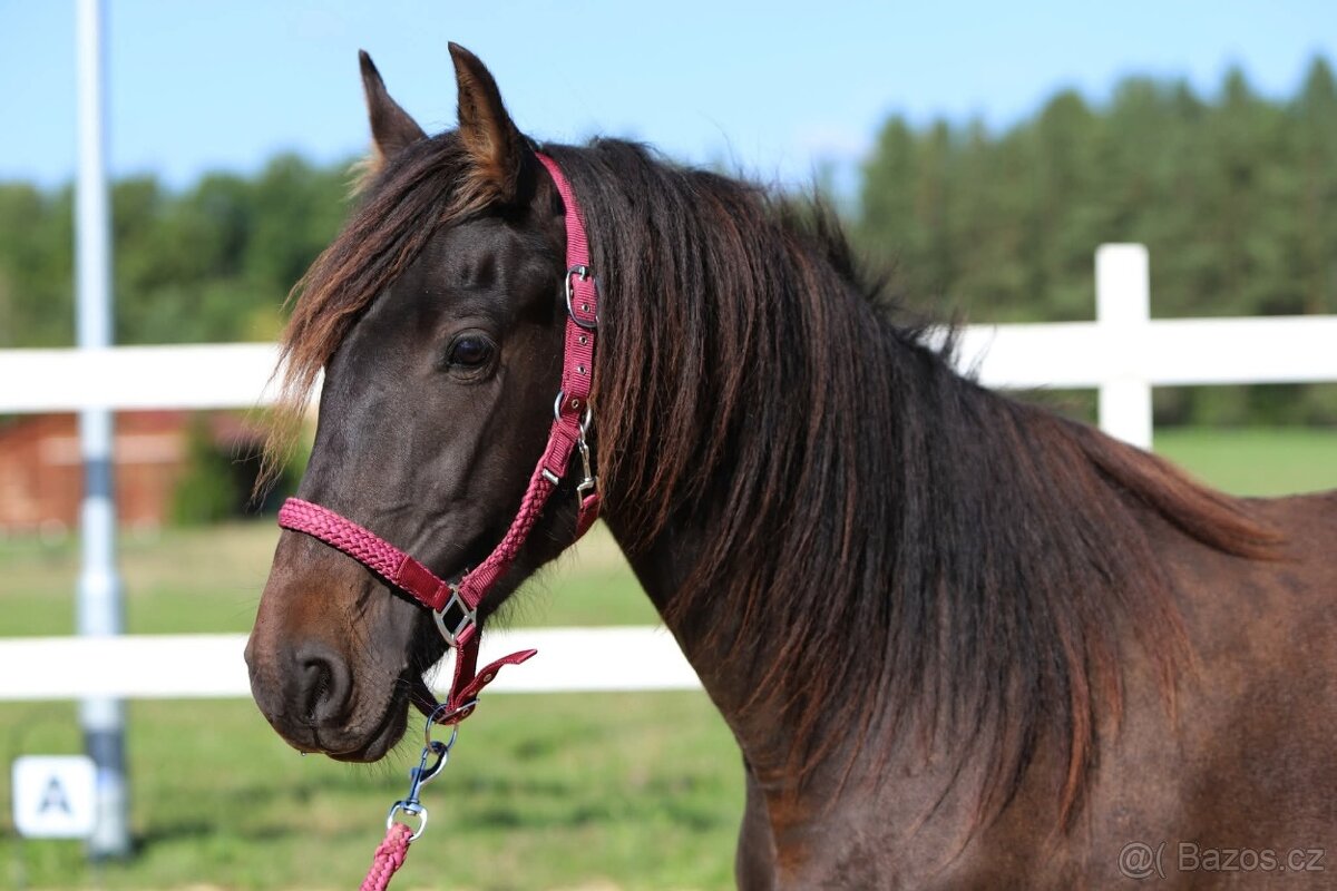 Z jara 3 letý valach Barock pinto - Frís - 7