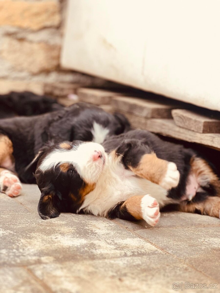 Bernský salašnický pes bez PP - 7