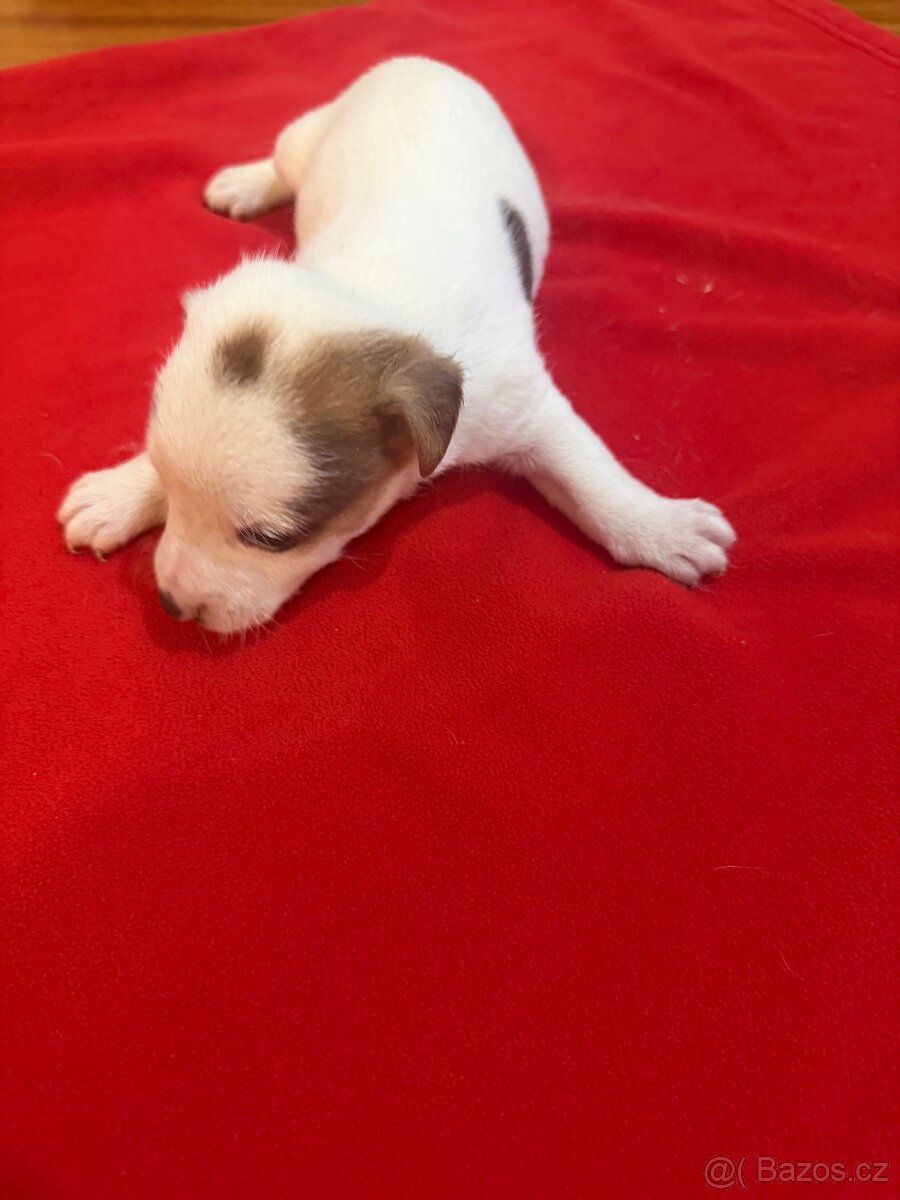 Jack russell teriér - 7
