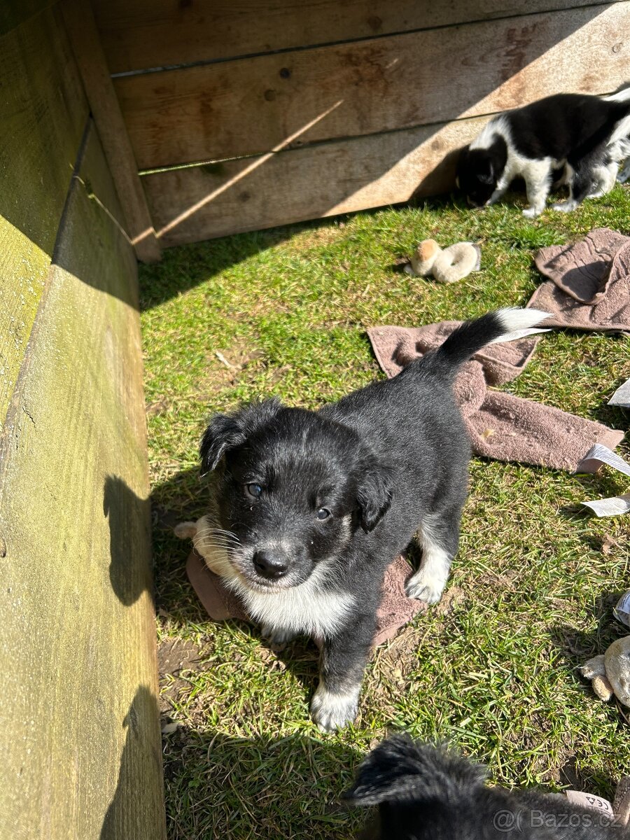 Kříženci Border kolie - 7