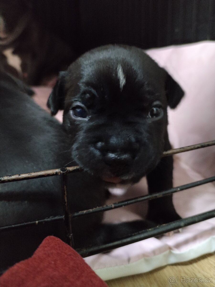 Štěňátka - 7