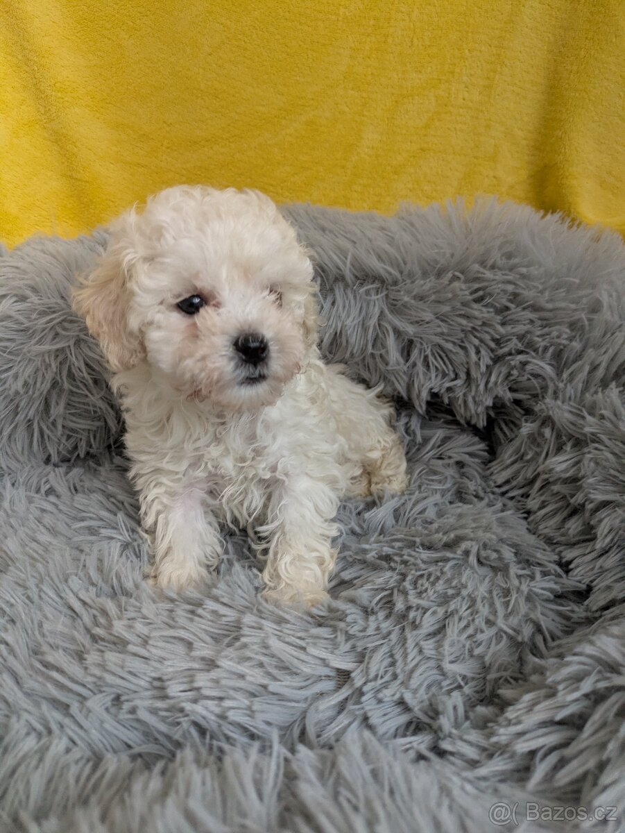 Pudl trpasličí-fenka - 7