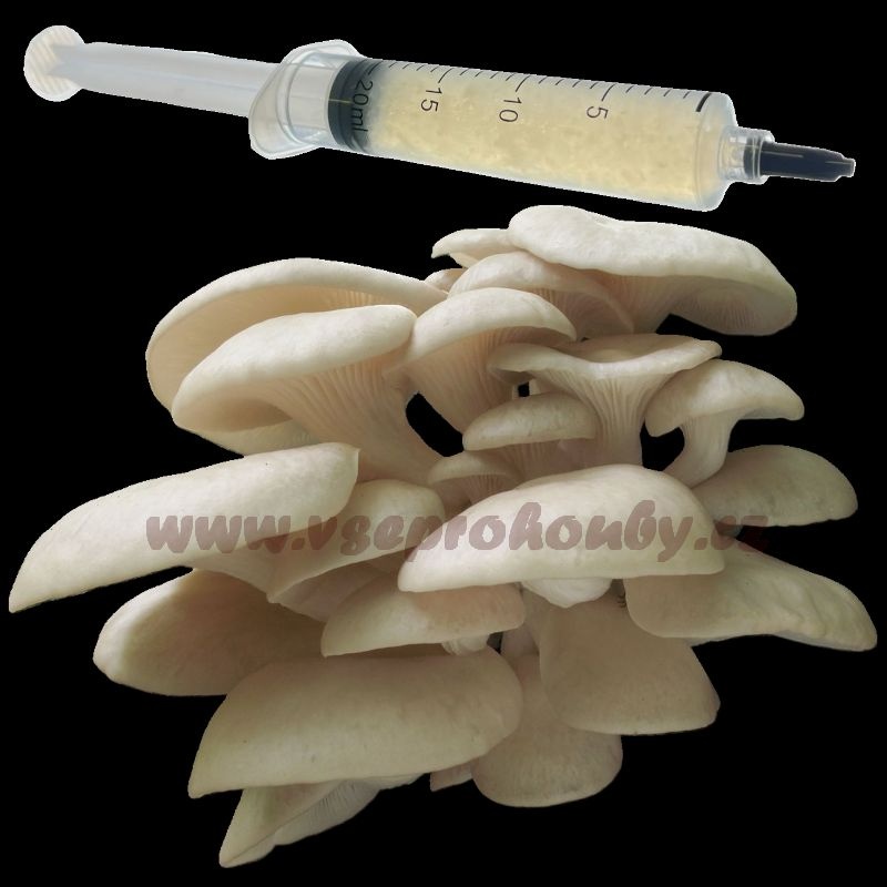 Sadba - Hlíva ústřičná, plicní, modrá, růžová, královská - 7