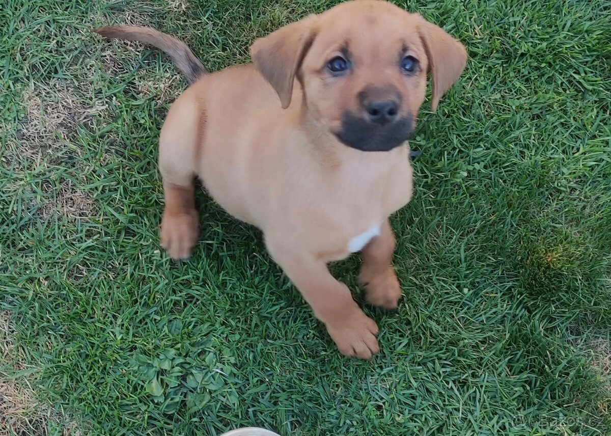 Prodej štěňat - 7