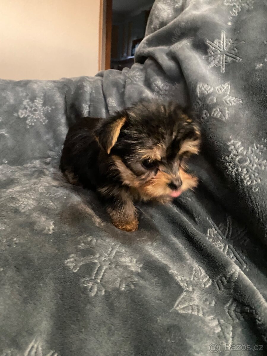 Jorkšírský teriér - 7