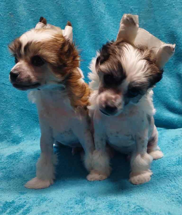 Čínský chocholatý pes - 7