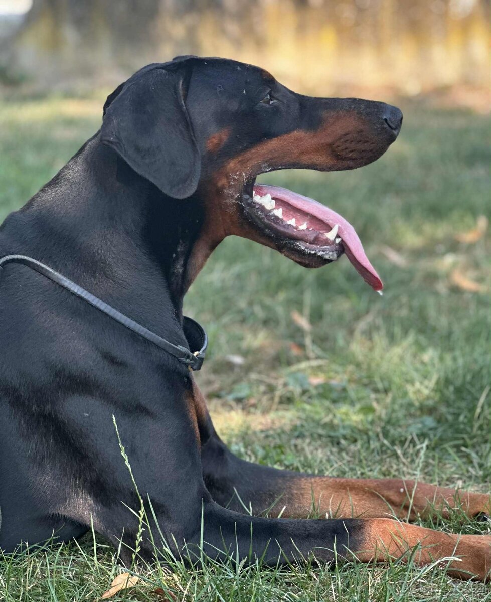 Dobrman - štěňata s PP - 7