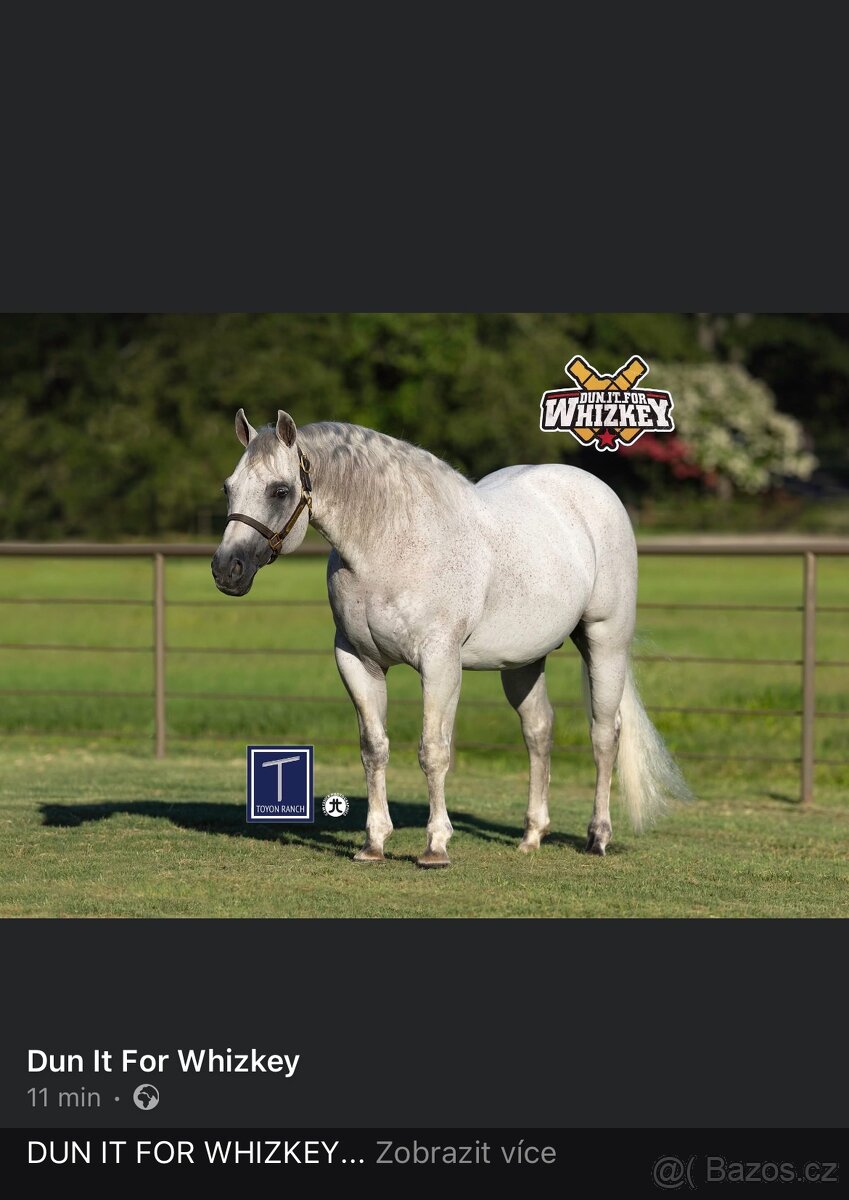 Quarter horse 2,5 roku . - 7