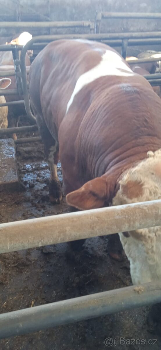 Jateční býci - 7