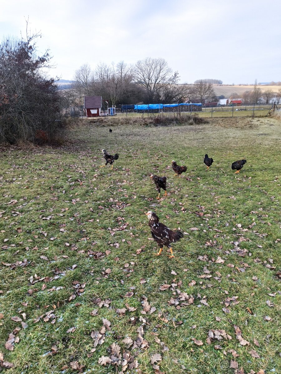 Kohoutci orlovka pestrá a černá - 7