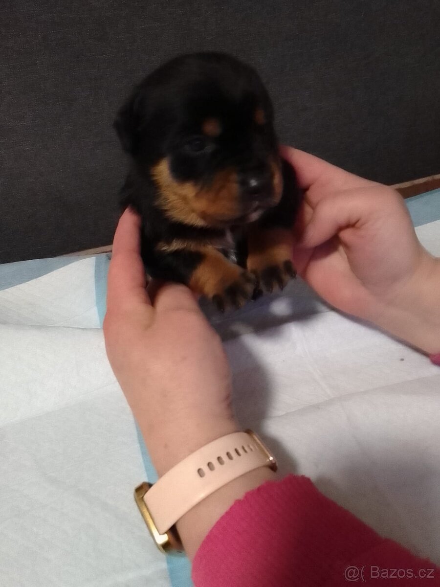 Štěňátka - 7