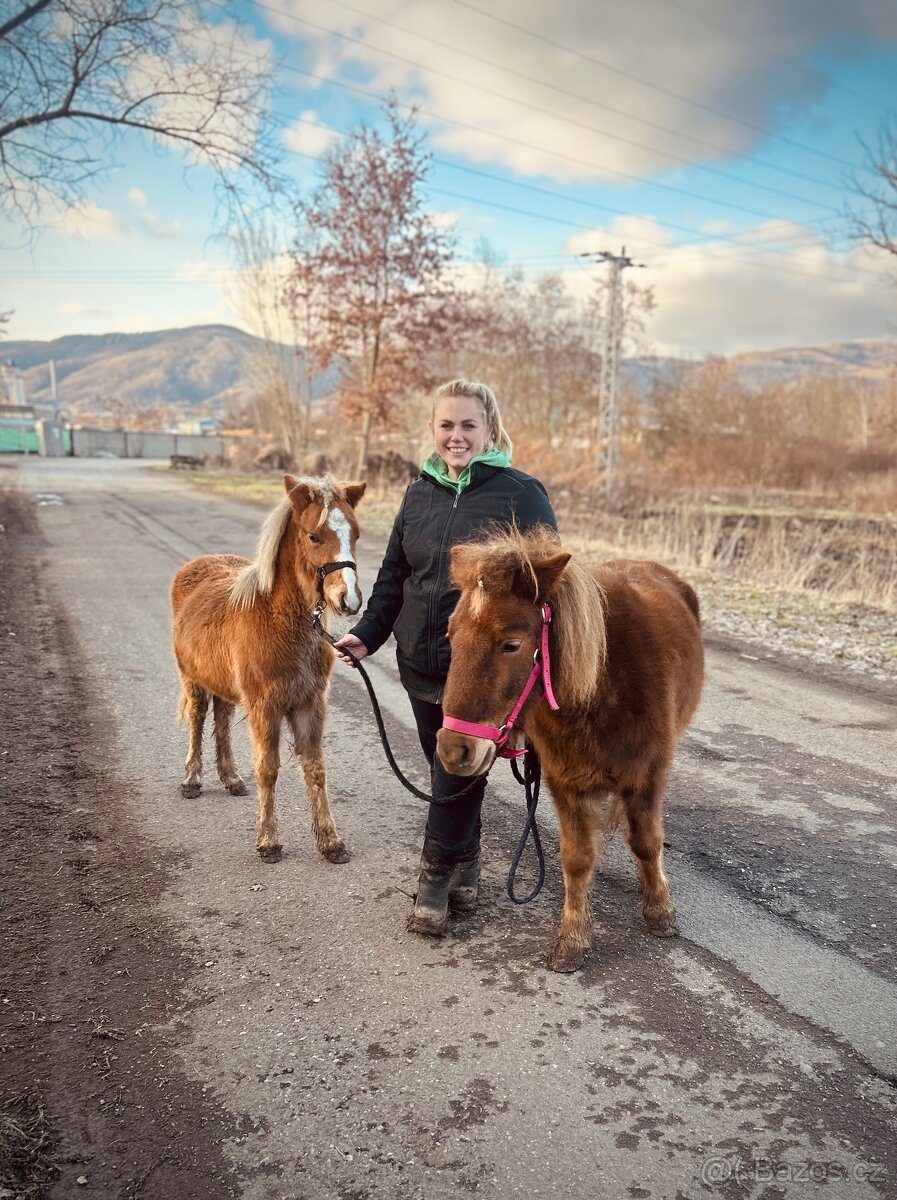 Hrebecek Shetland - 7