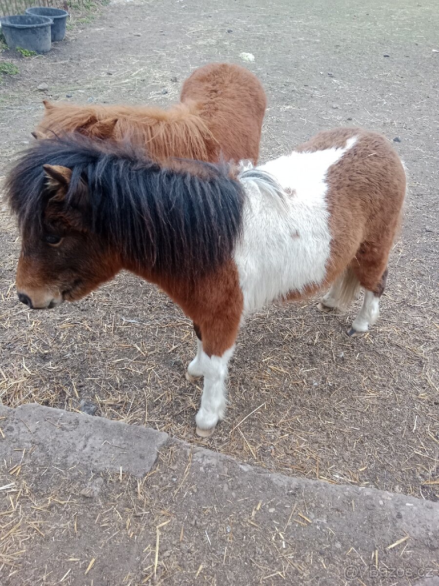 Minishetland hřebečci - 7