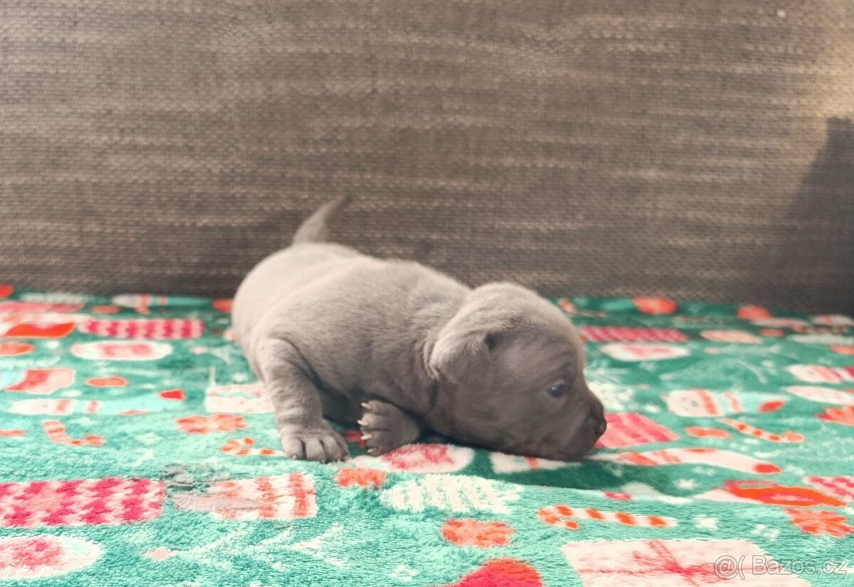 Stafordšírský bulteriér - 7