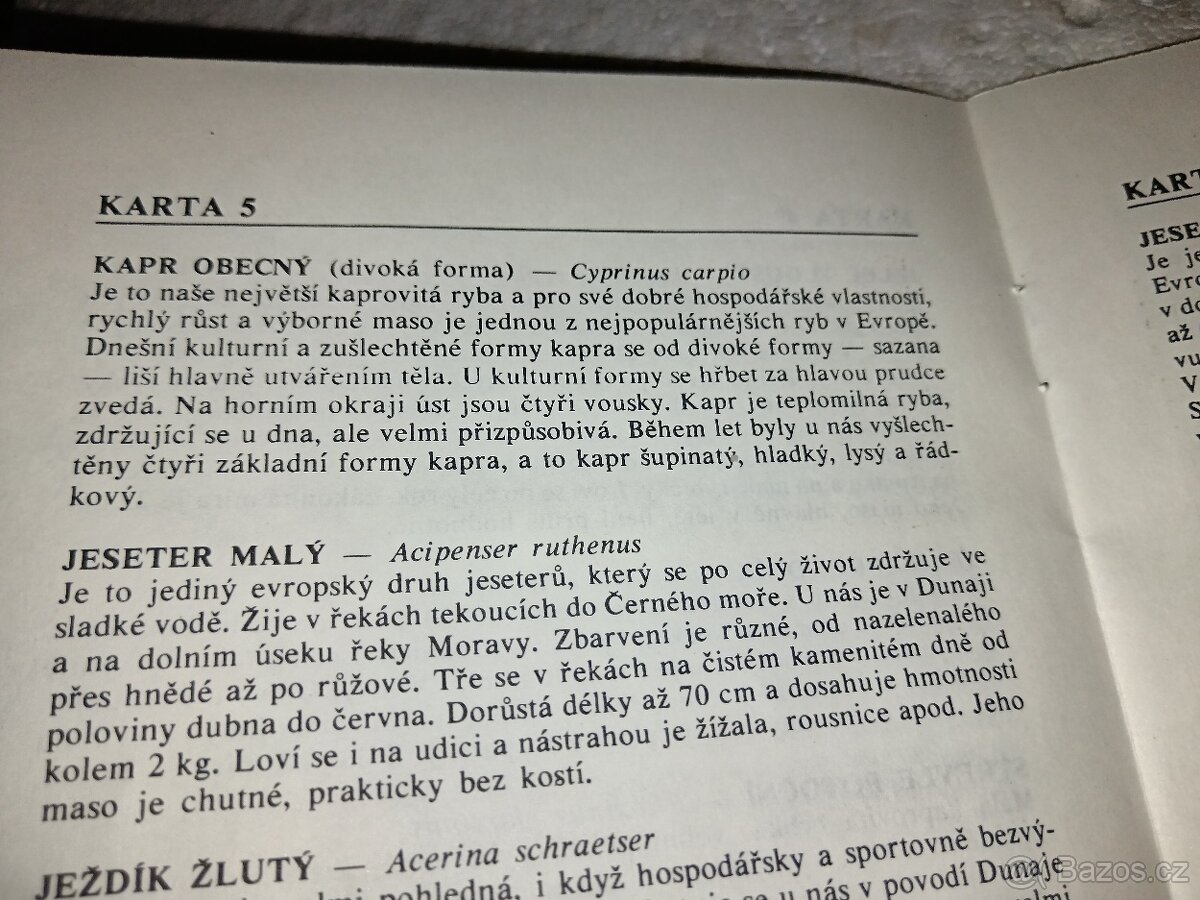 Testovací hra-Ryby - 7