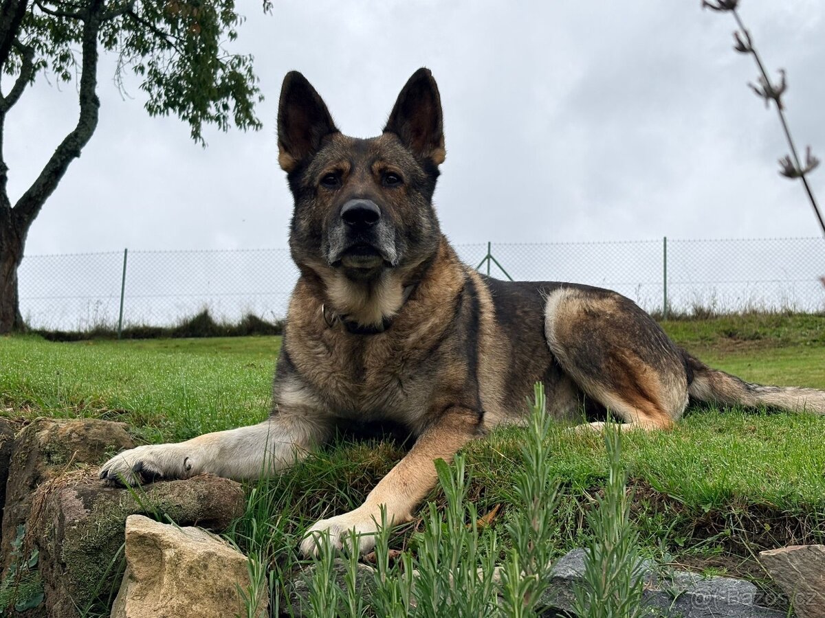 Německý ovčák - 7