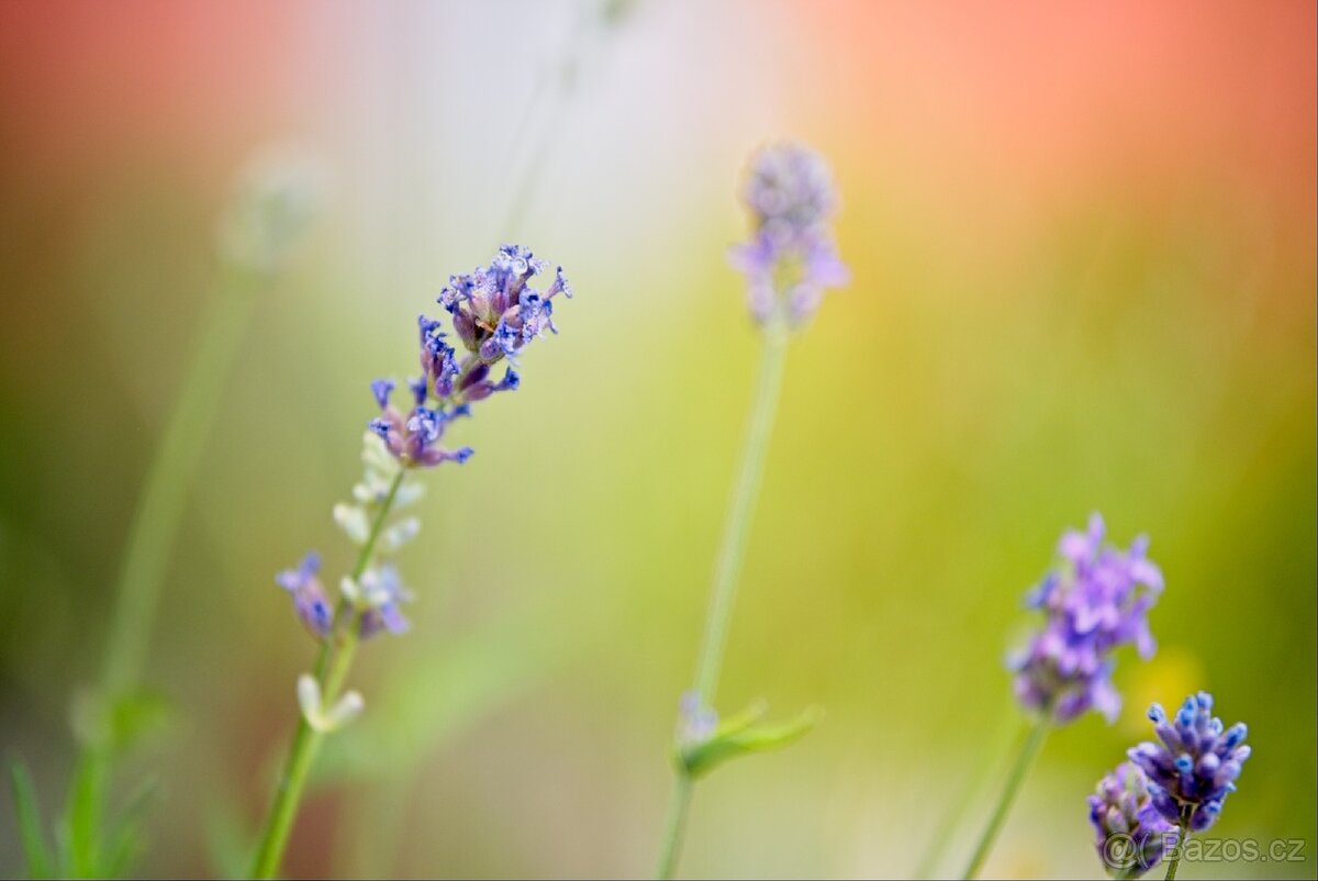 Sigma art 50-100mm f1.8 - 7