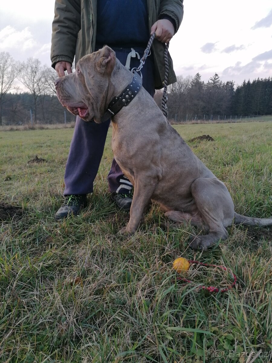 Americky bandog - 7