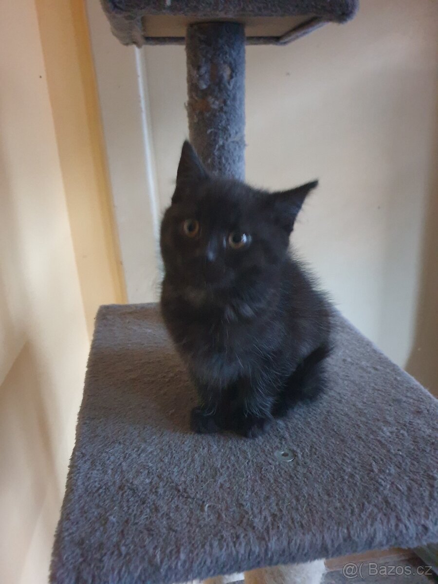 Britská modrá koťátka - 7