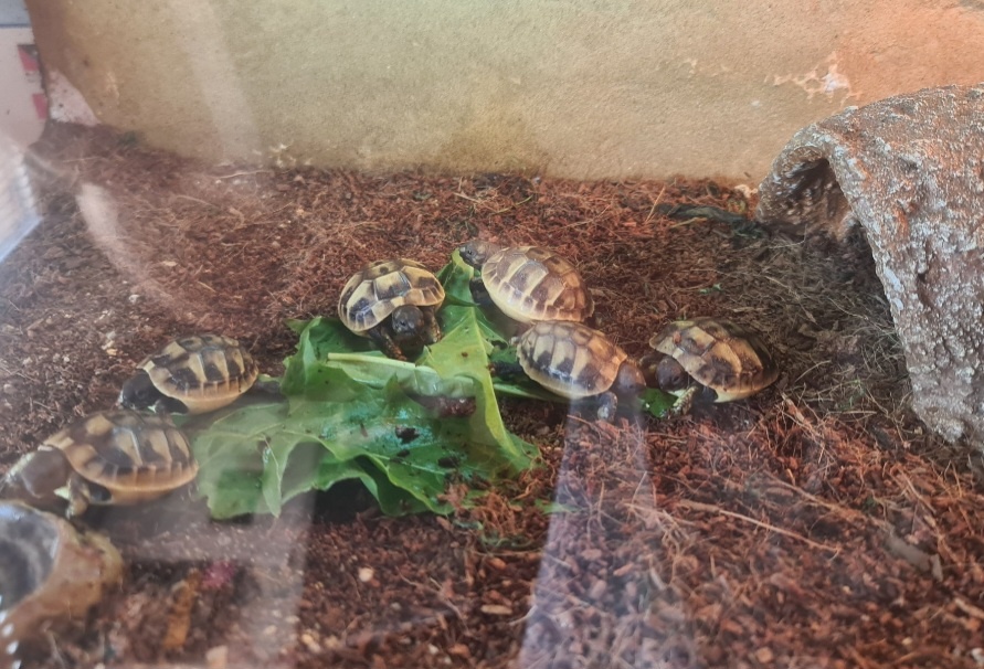 Želva zelenavá (Testudo hermanni) - 7