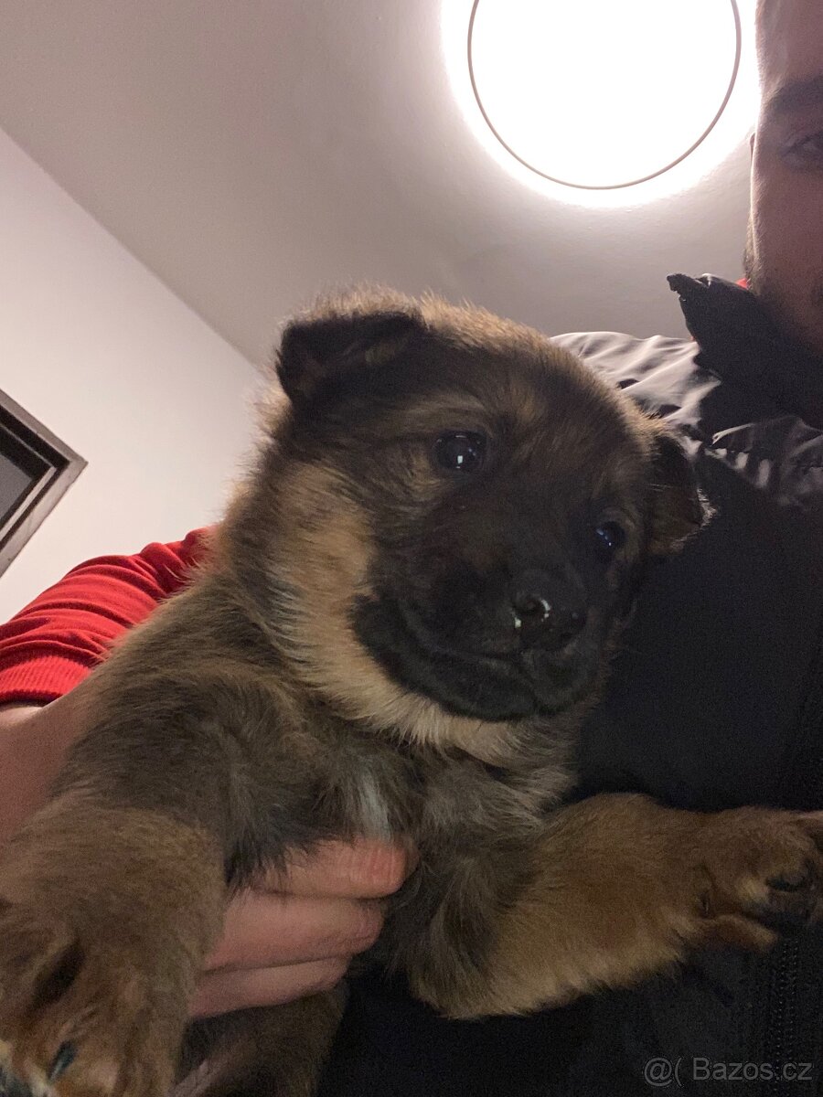 Štěně německého ovčáka - 7