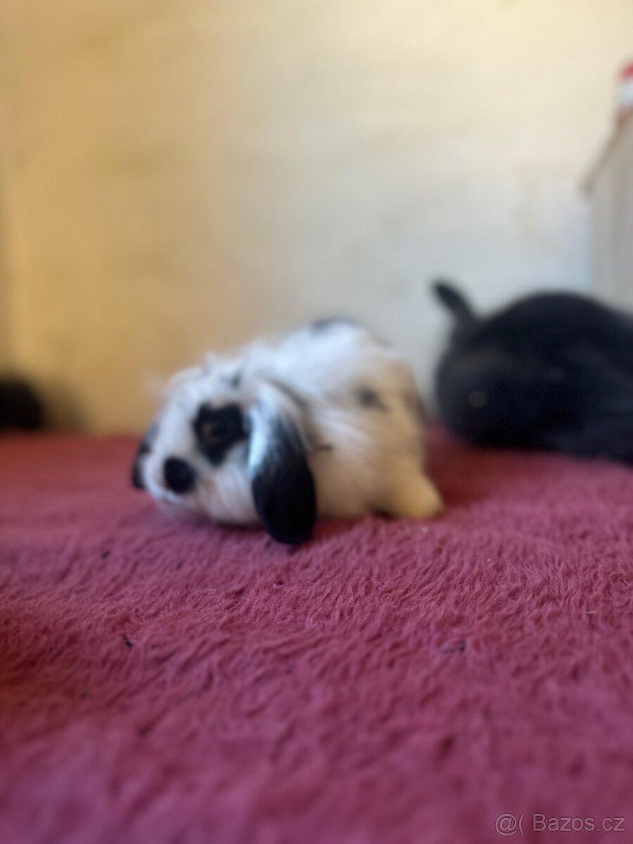 ✨ Králíček beránek – ihned k odběru ✨ - 7