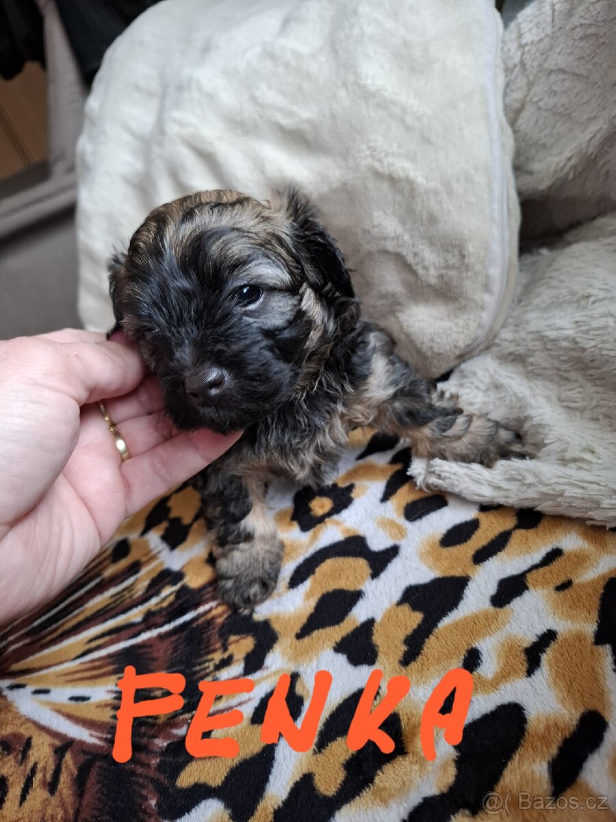 Havanský psík bez PP - 7