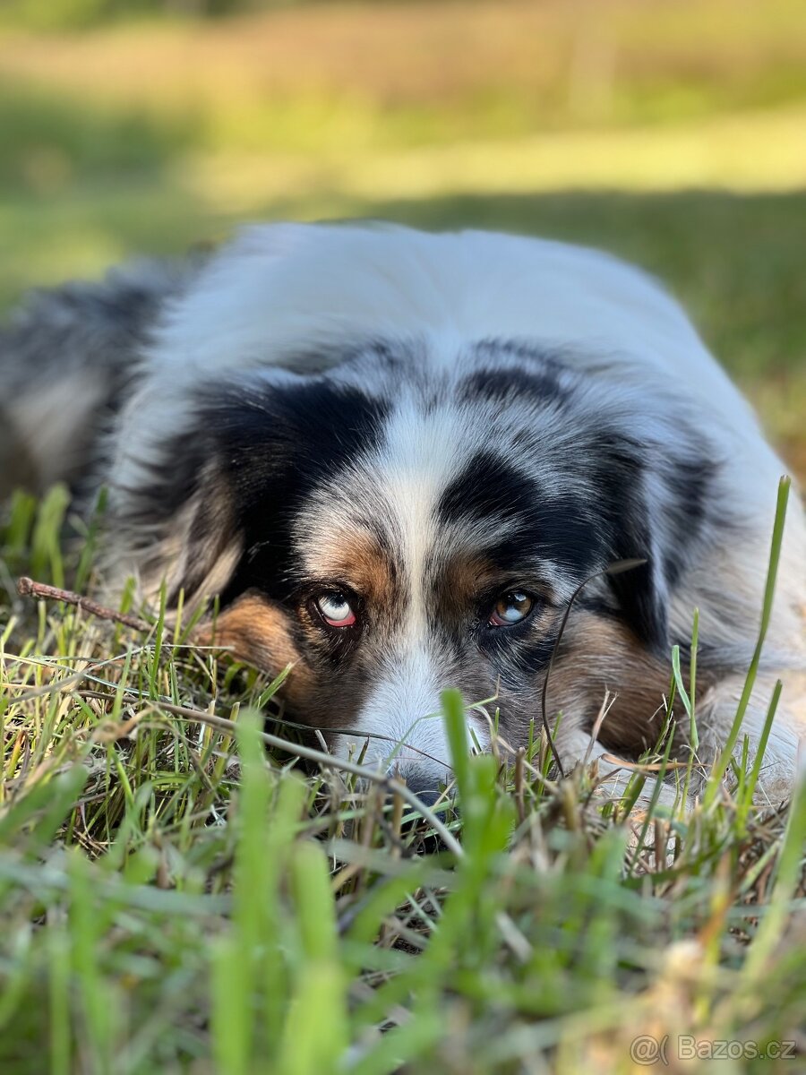 Krytí chovným psem Australský ovčák - 7