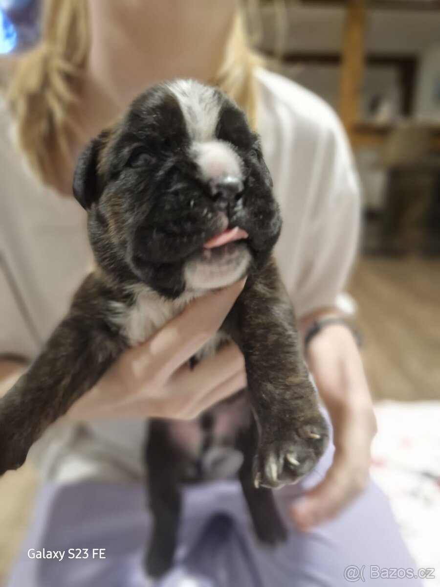 Německý boxer Žíhaný - 7