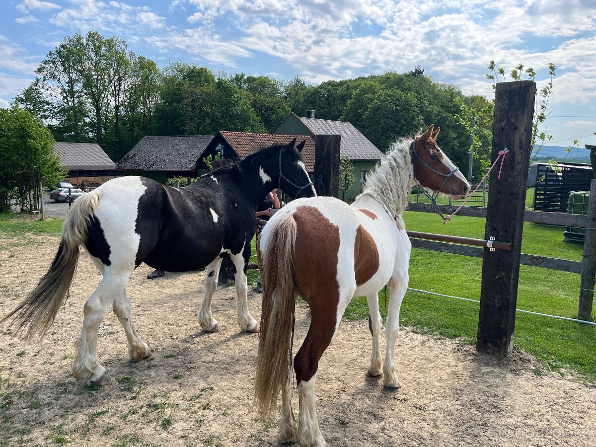 6 letá Barock Pinto - 7