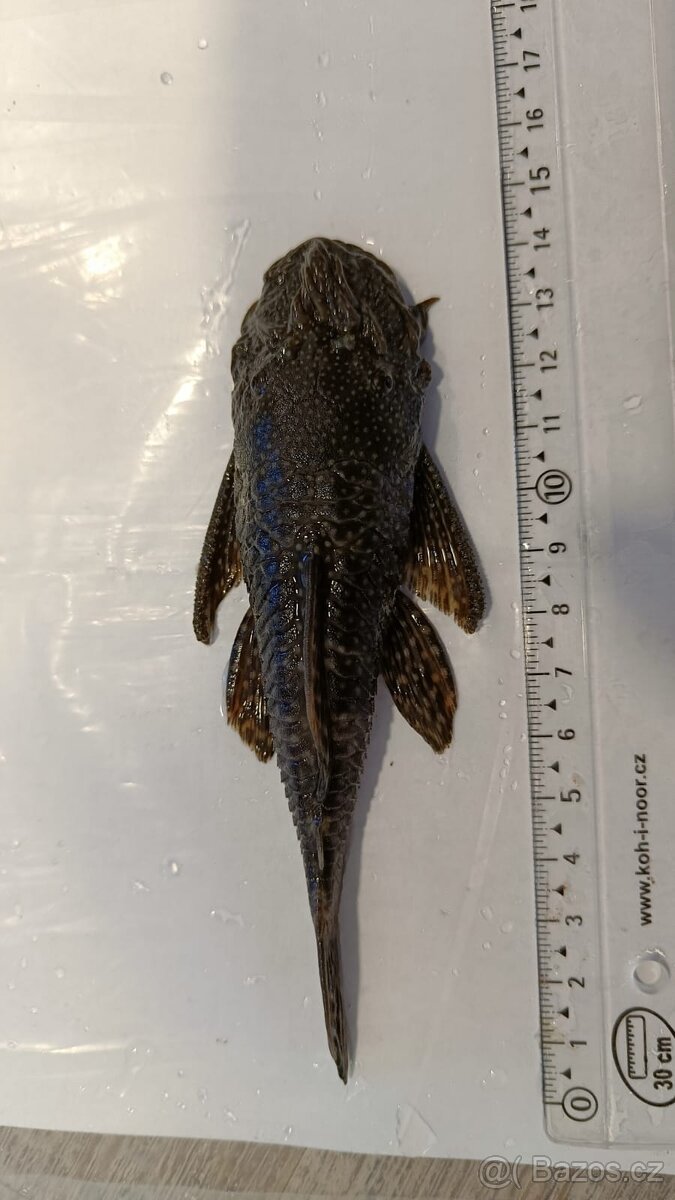Ancistrus sp. - prodám - 7