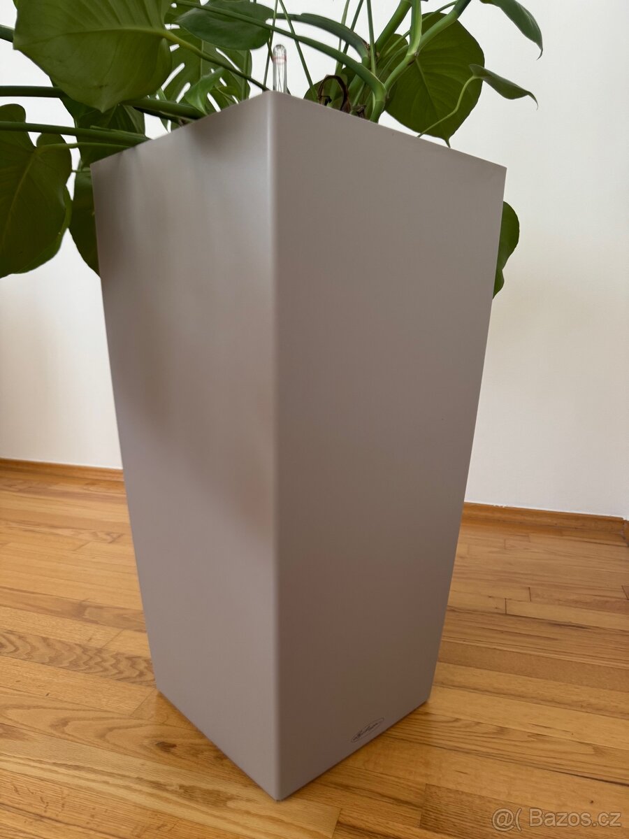 Samozavlažovací květináč Lechuza s velkou Monstera deliciosa - 7