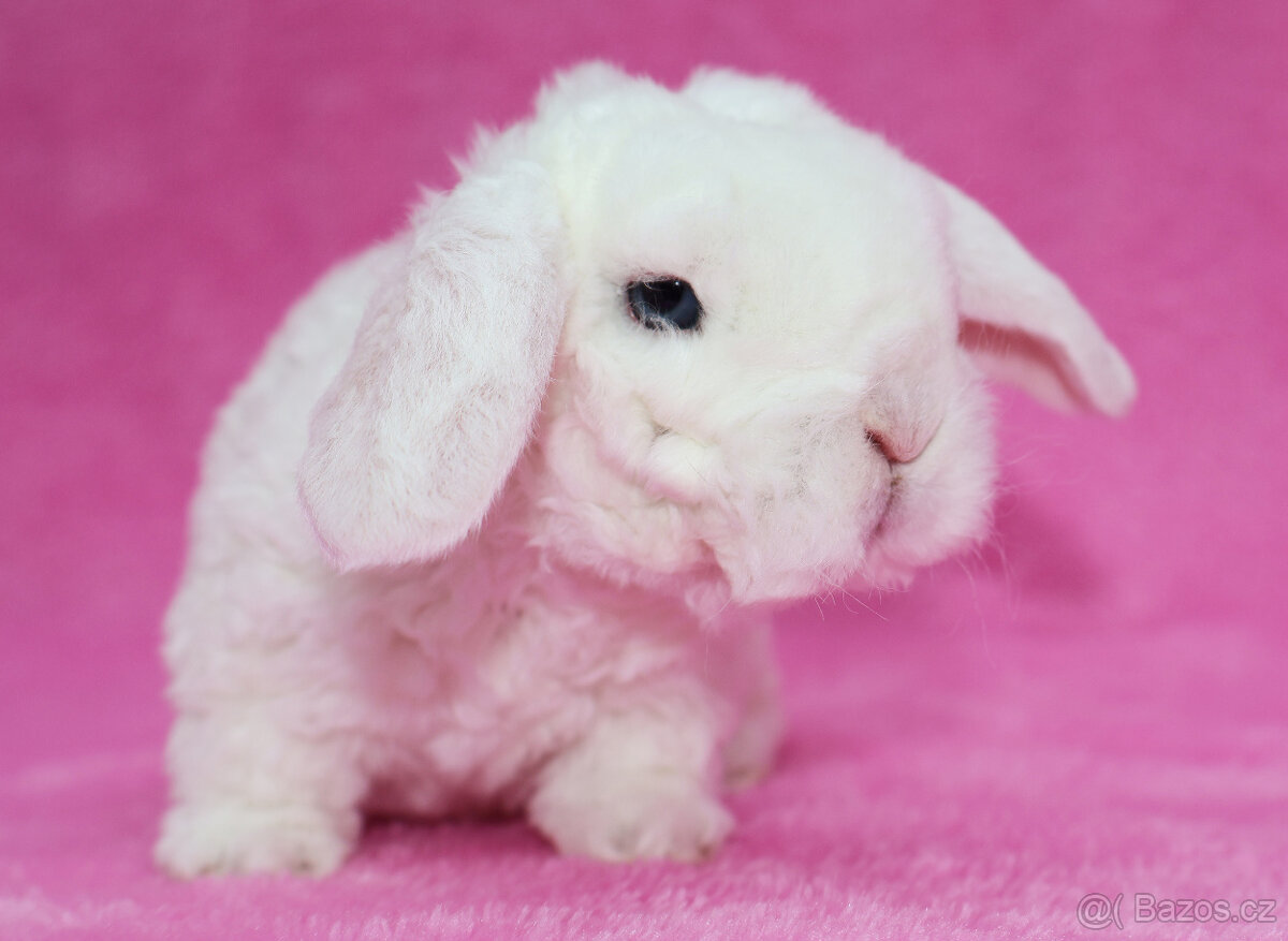 Zakrslý modrooký rex beránek sameček - 7