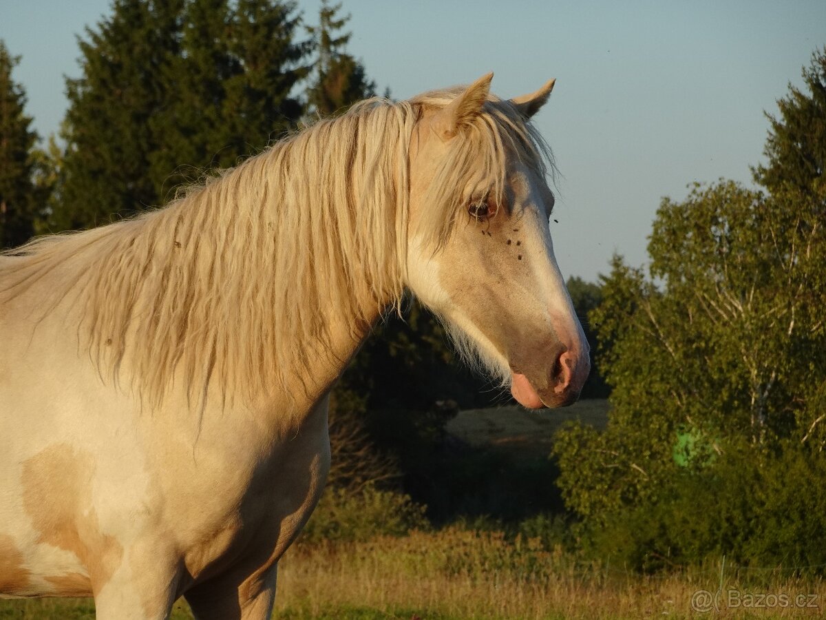 Prodám klisnu WPBr s PP, - 7