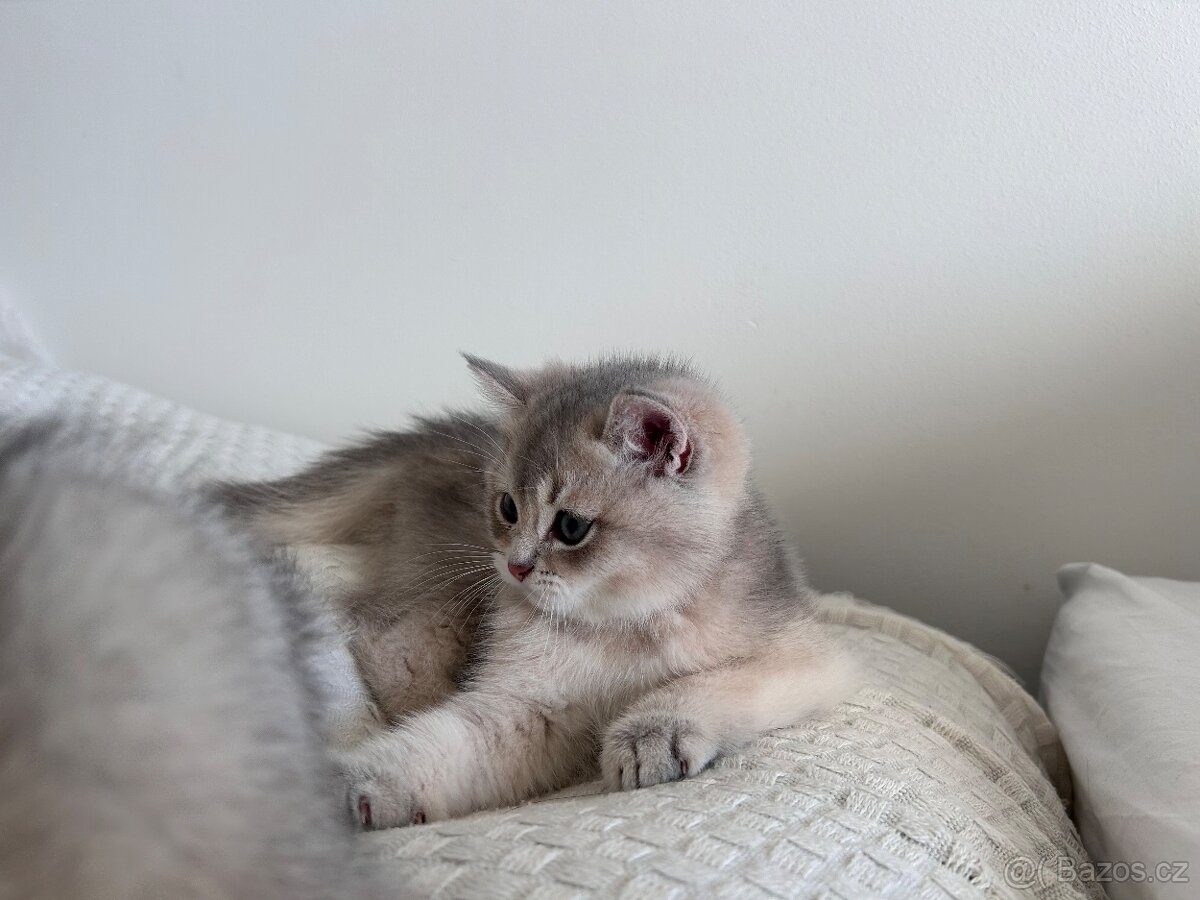 Skotská koťata - 7