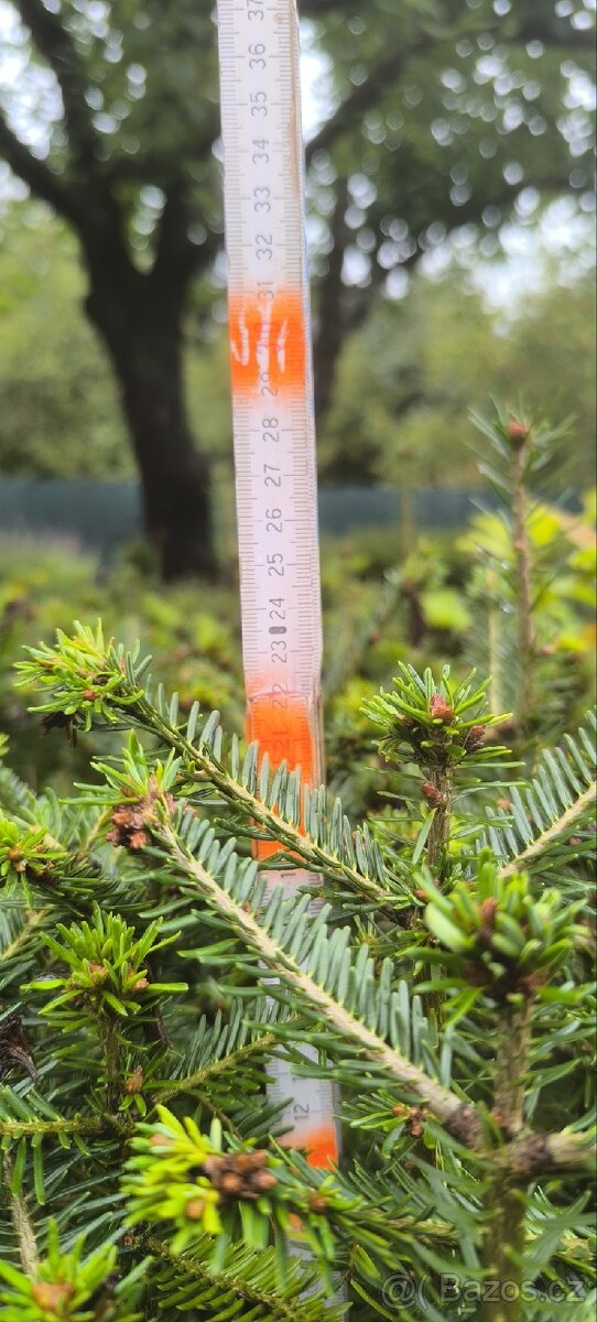 Sazenice lesních dřevin - 7