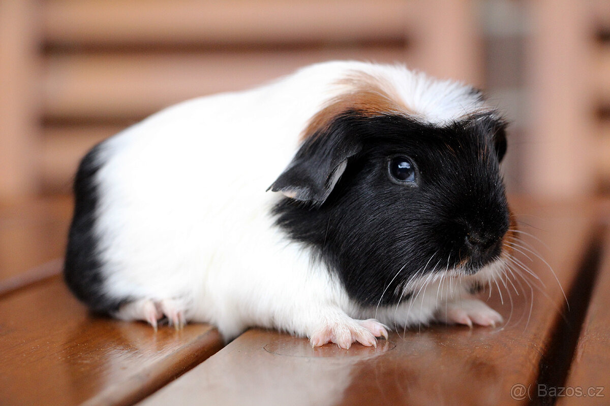 Krátkosrsté morče, morčátko, morčata s PP - 7