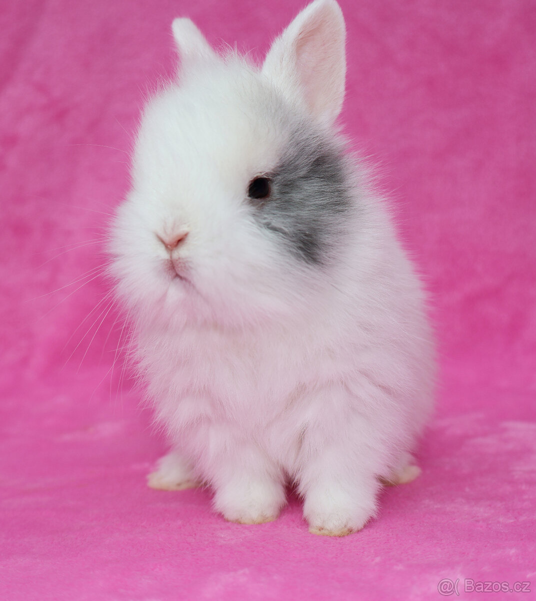 Zakrslý krátkouchý králíček lvíček . Sameček - 7