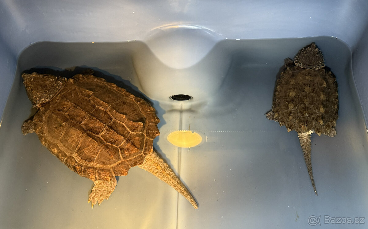Prodám kajmanky supí - 7