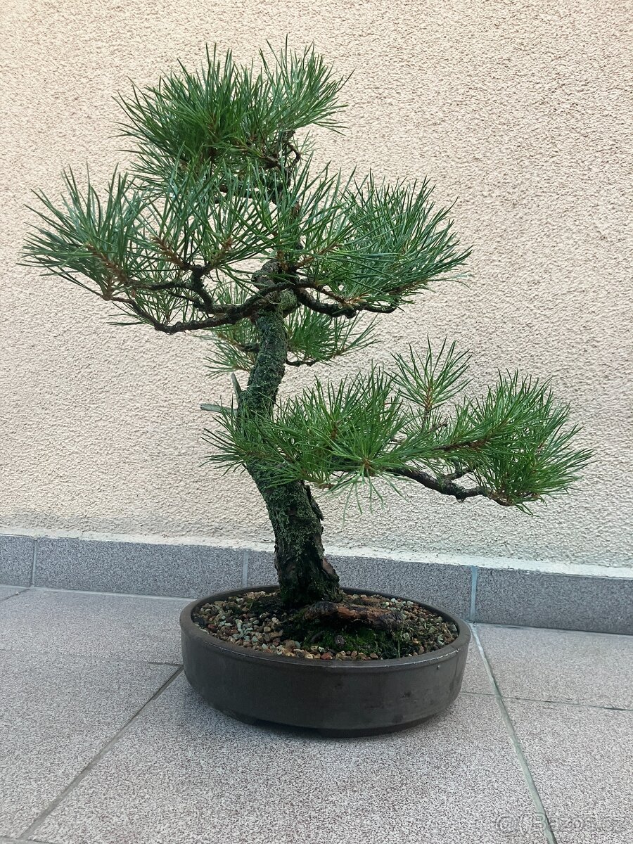 Bonsai, Bonsaj, borovice lesní - 7