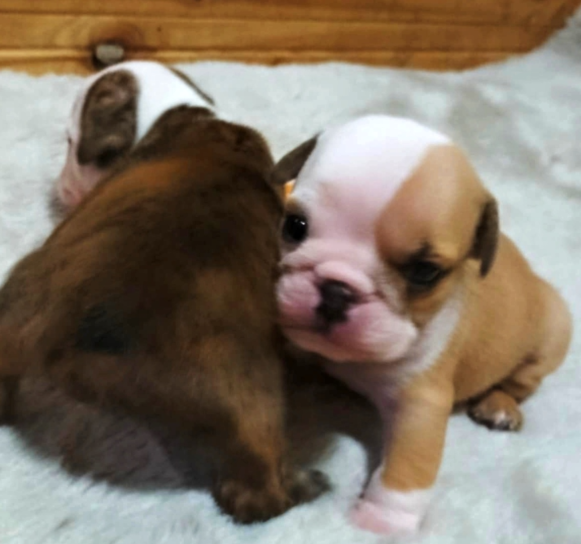 Anglický buldok s PP, štěňátka k rezervaci - 7