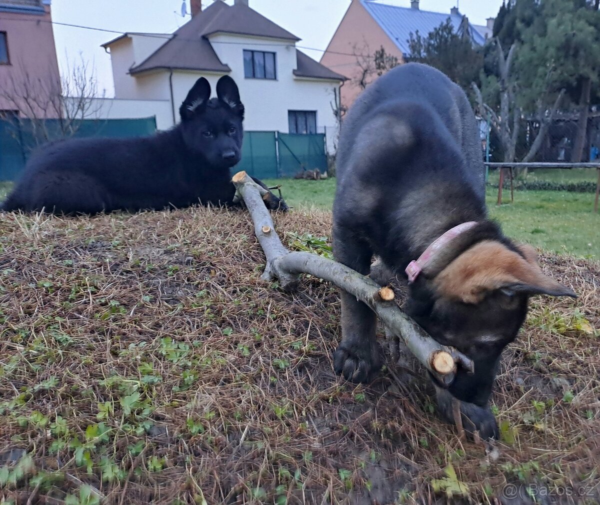 Německý ovčák - štěňata - 7