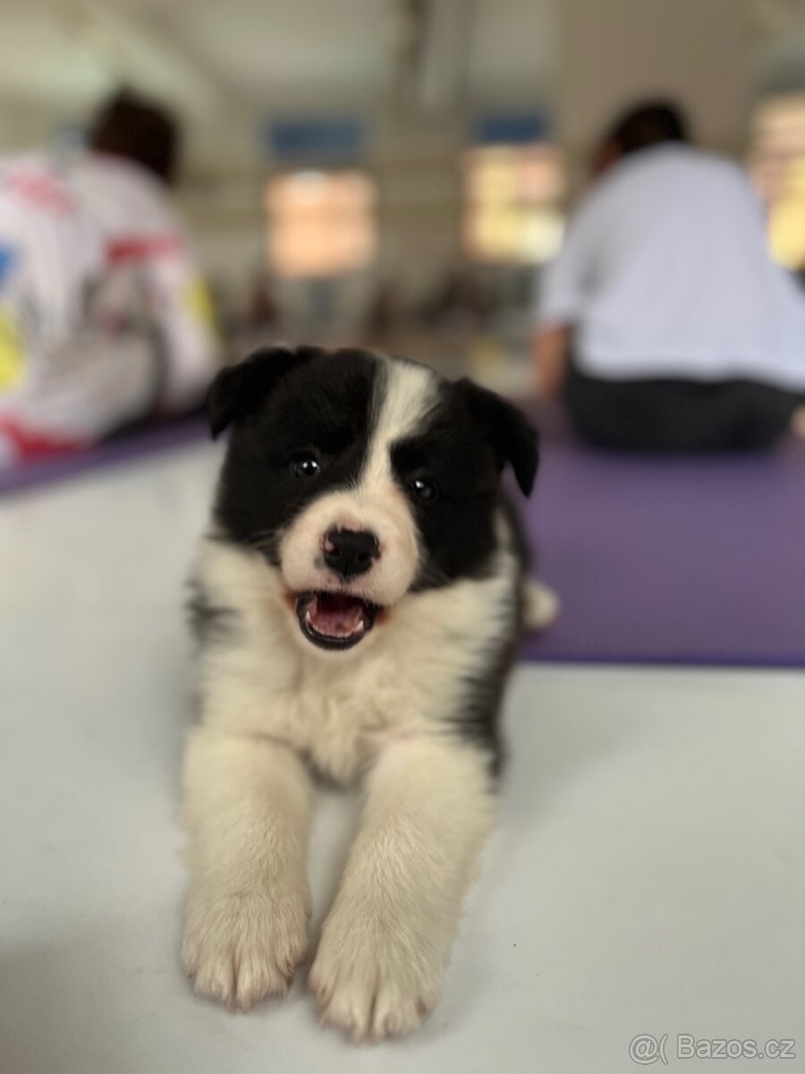 YogaPets - Jóga se štěňátky / štěňaty v Praze - 7