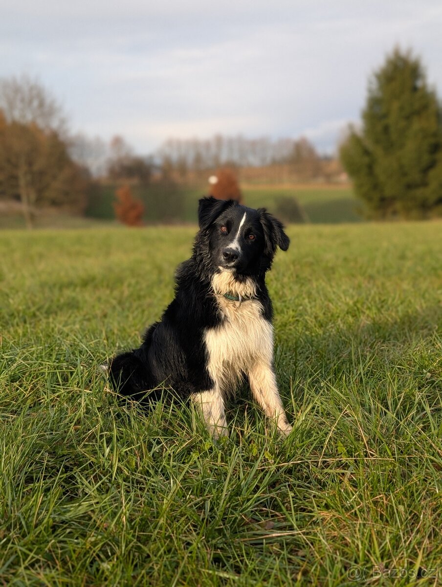 Australský ovčák s PP - 7