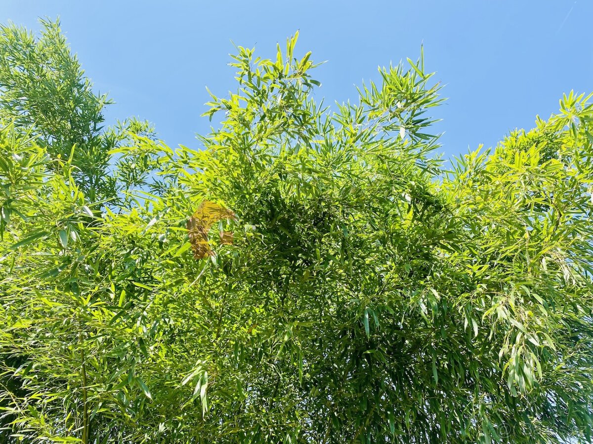 Pozemek k výstavbě celoročního, rekreačního bydlení, Na Šir - 7