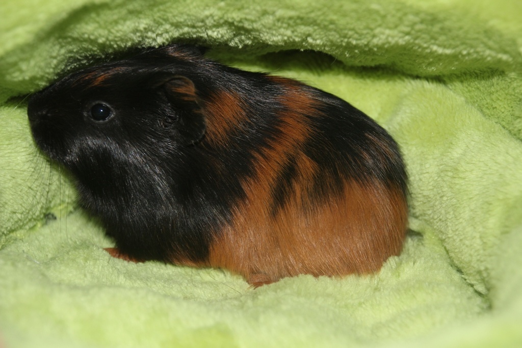 Morčecí chlapečci - 7