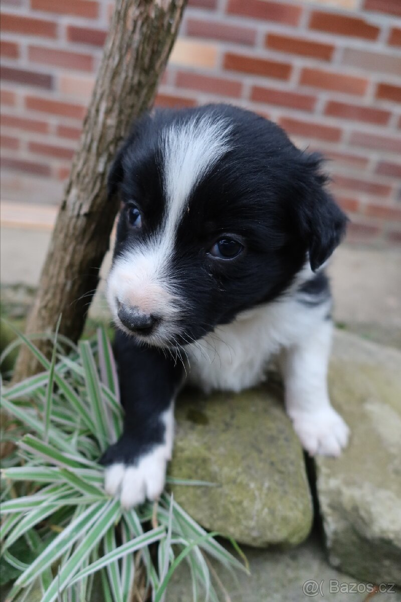 Border kolie štěňata - 7