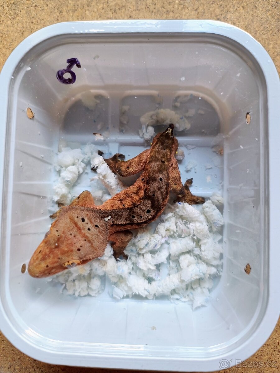 Pagekon řasnatý ( Rhacodaktylus Ciliatus) - 7