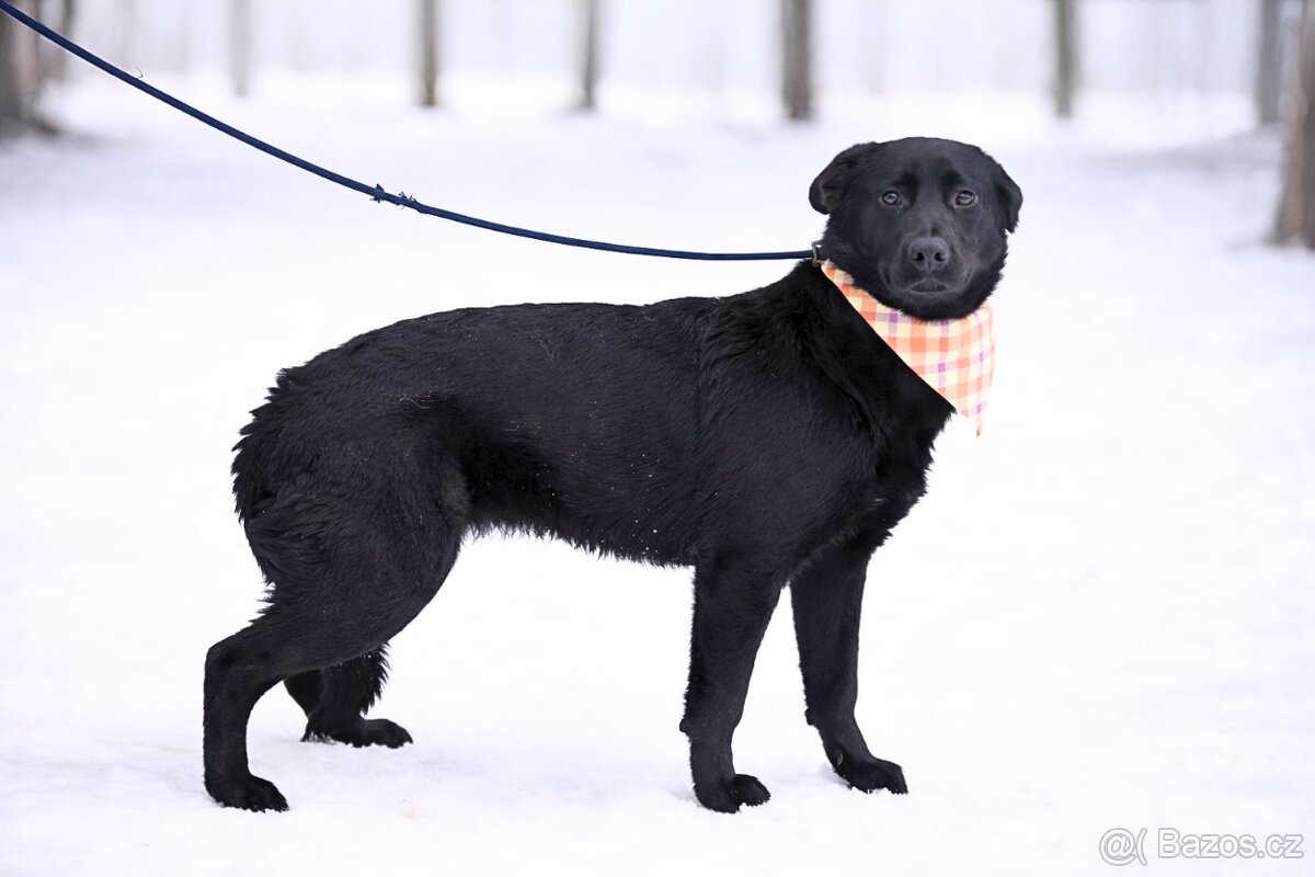 Zoie hleda domov - 7